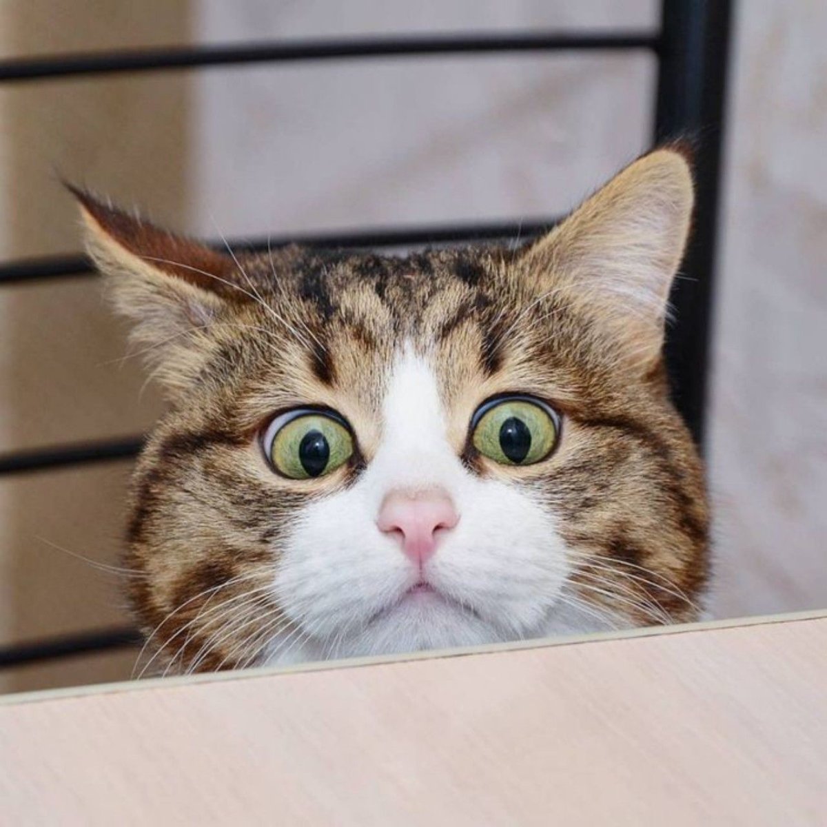 Смешной кот