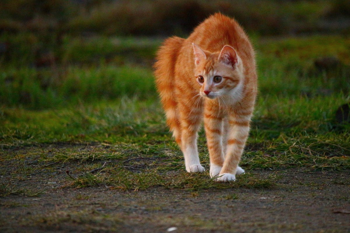 Огненно рыжие котята