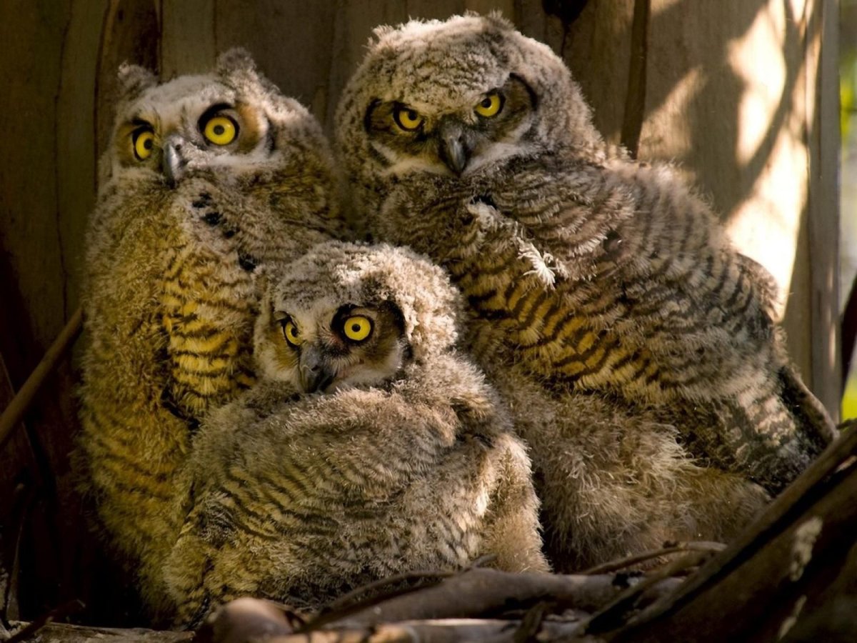 Виргинский Филин птенцы