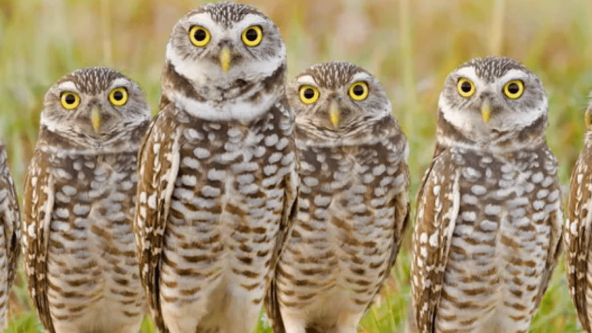 Филин Сыч сипуха