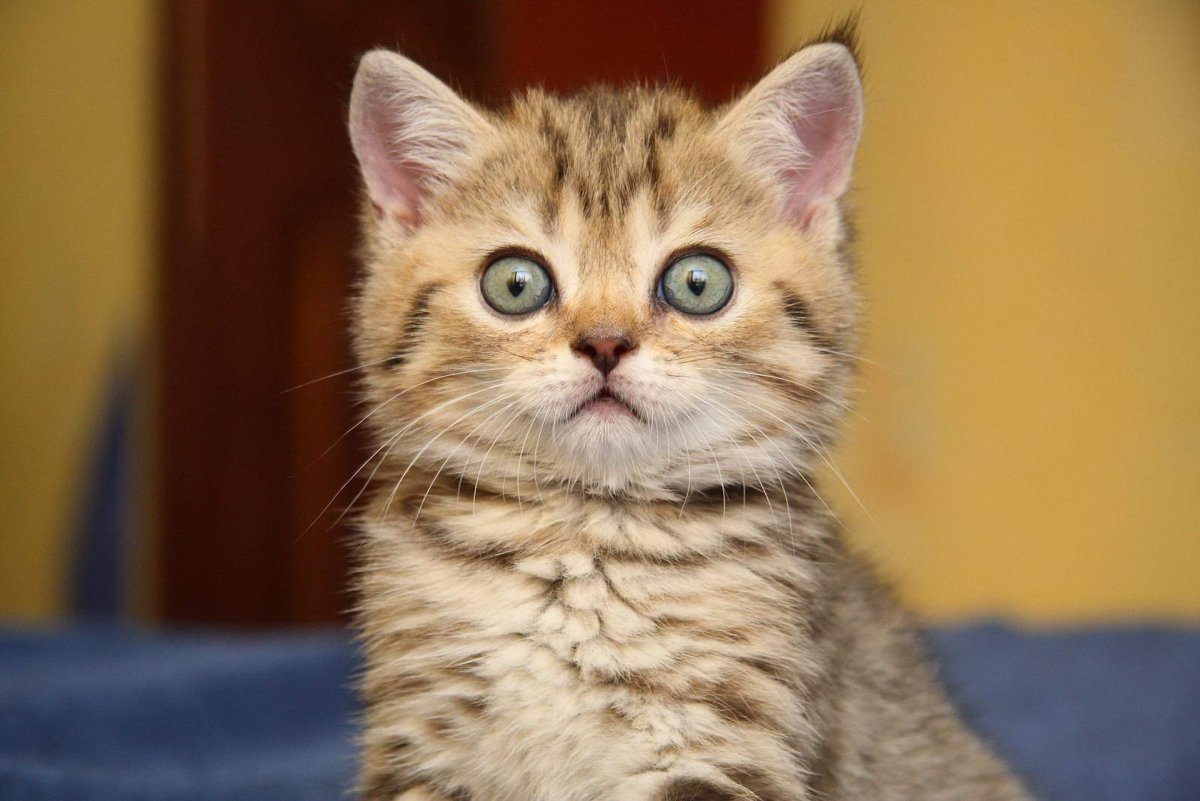 Кот с испуганными глазами