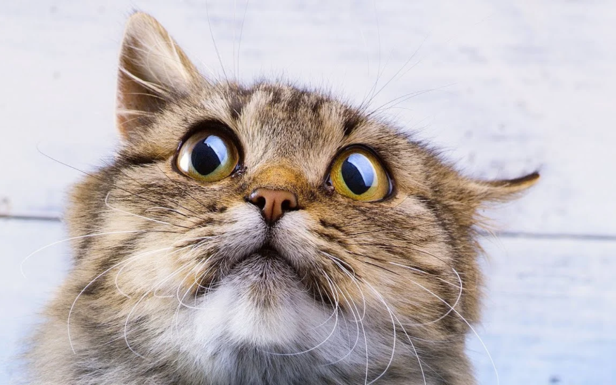 Испуганный взгляд кота