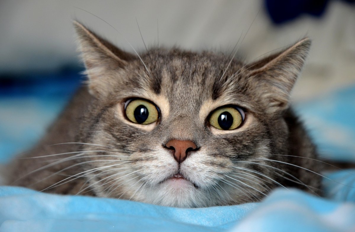 Умильный котик