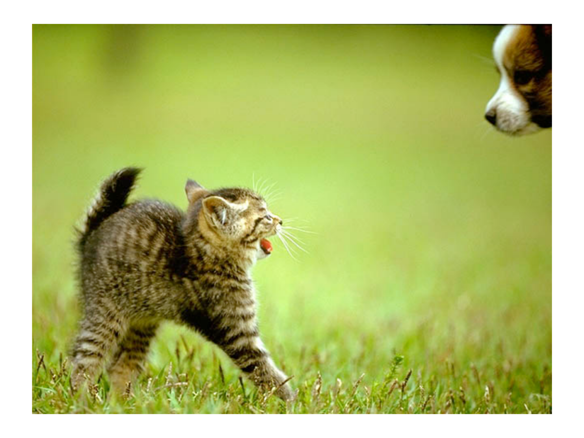 Кот защищается