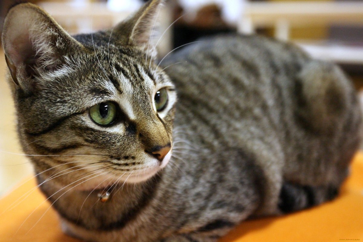 Кошка европейская короткошерстная серая полосатая