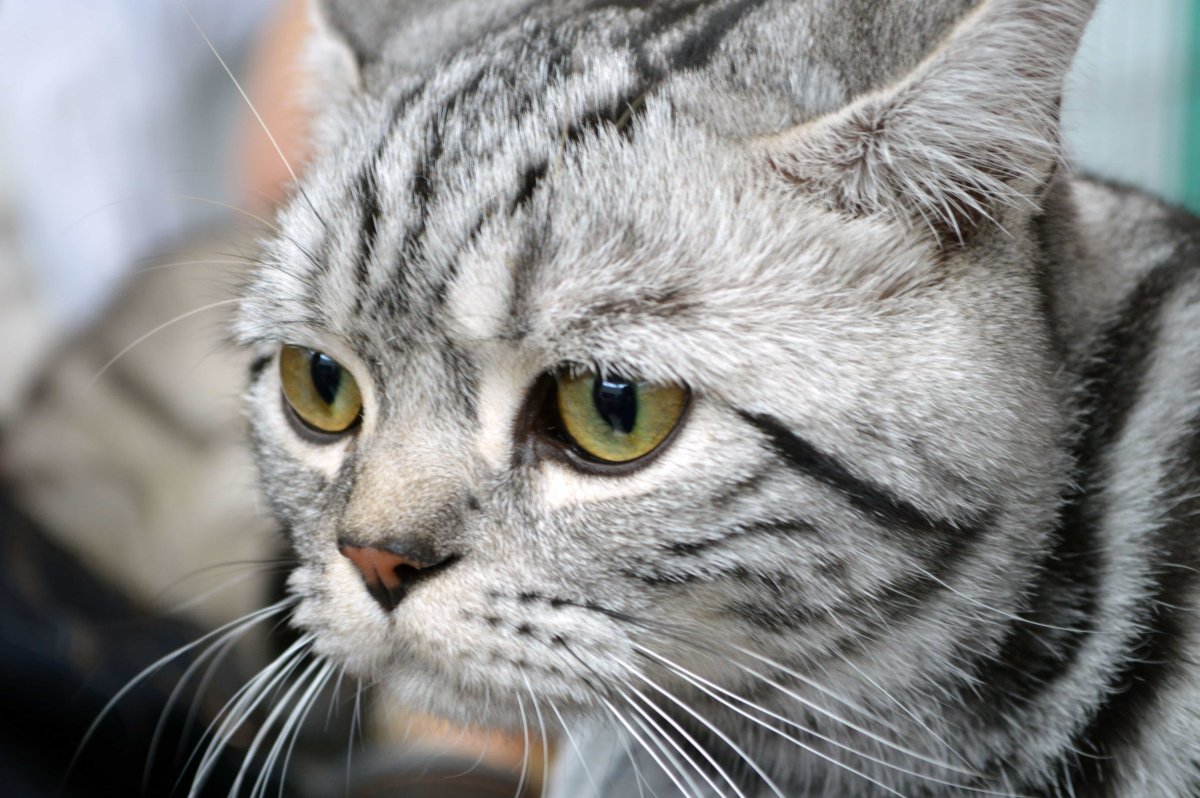 Кот tabby Shorthair