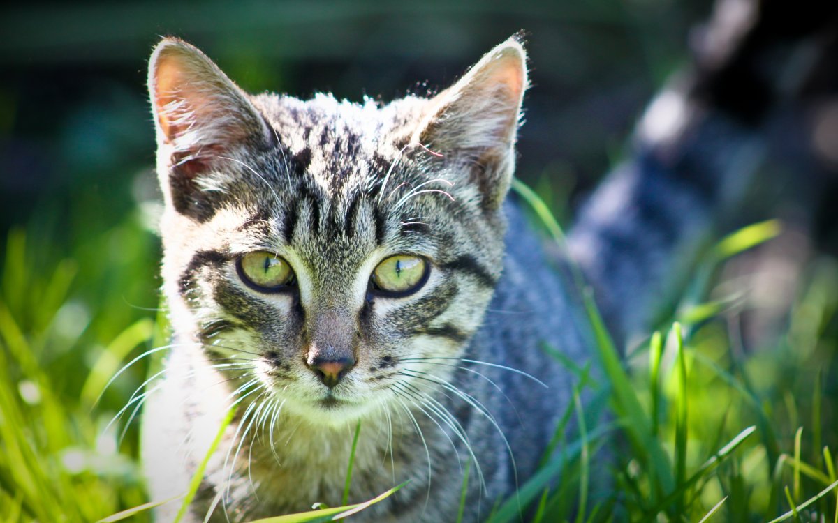 Серая кошка с зелеными глазами