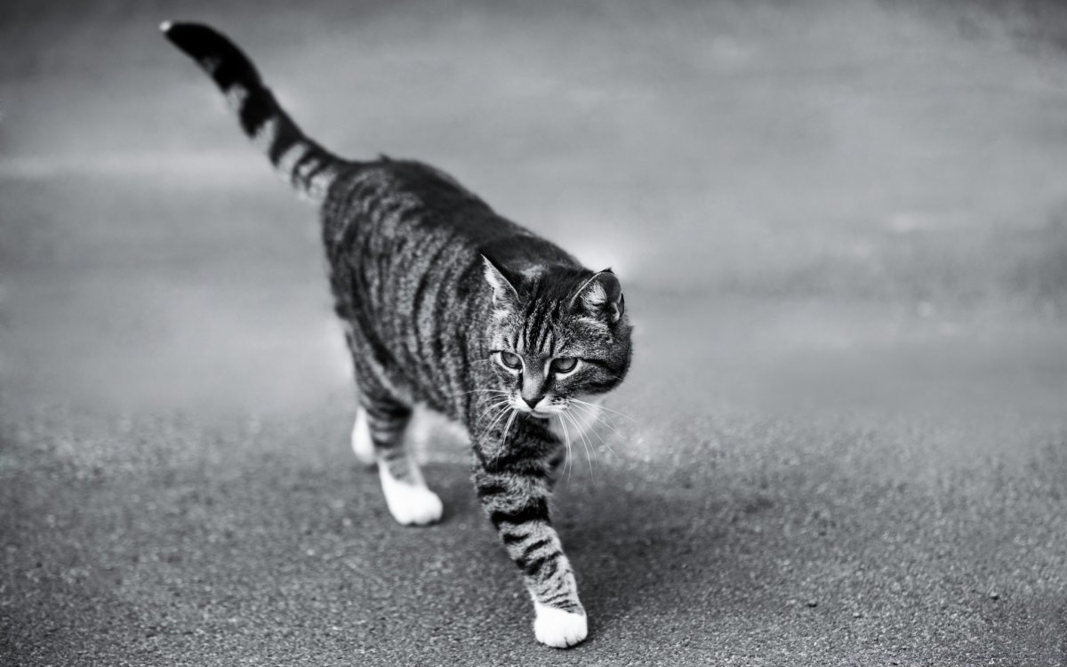 Черно белая полосатая кошка