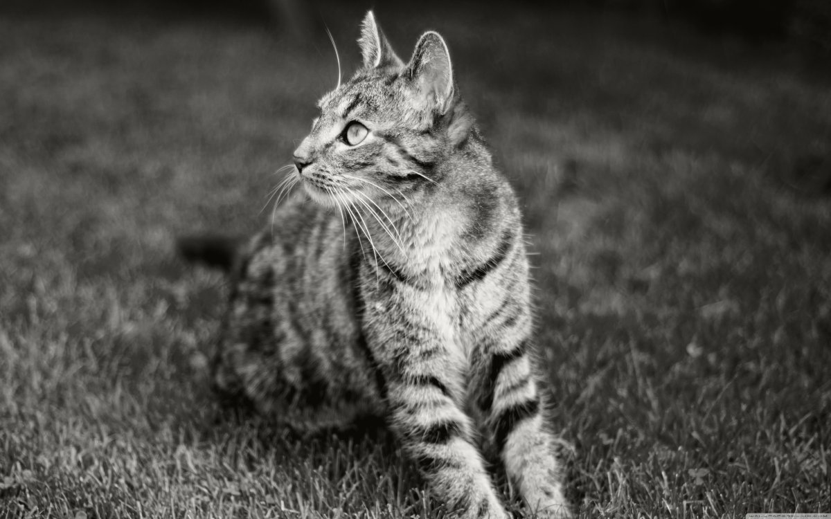 Черно белый полосатый кот