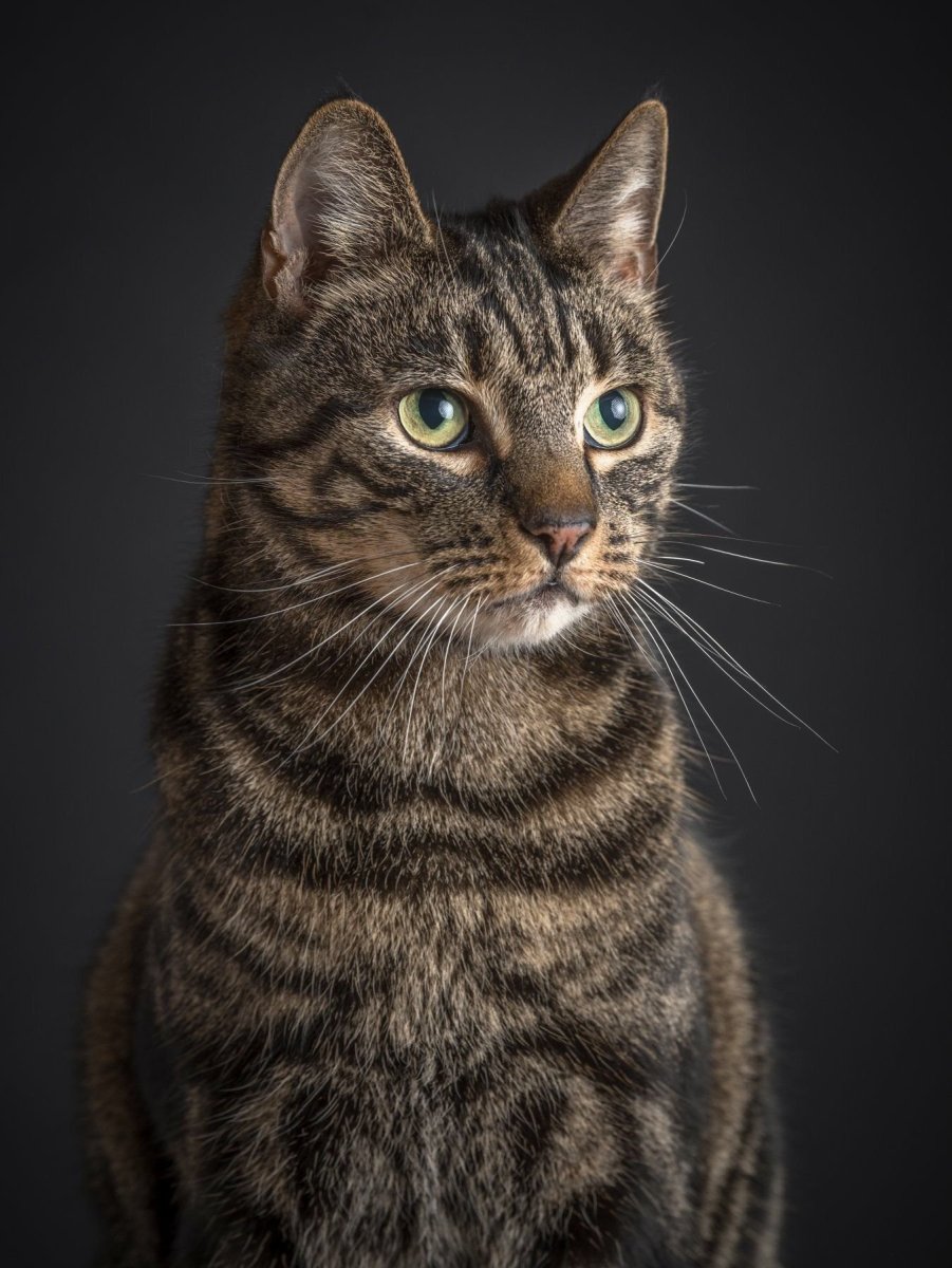 Бурый табби