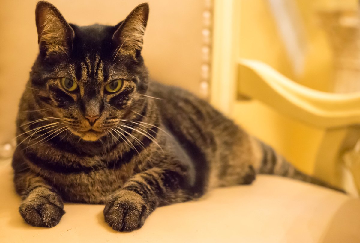 Коричневый полосатый кот