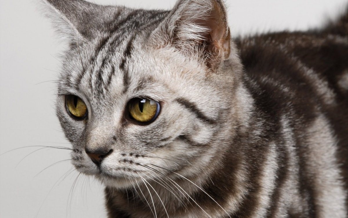 Серая полосатая кошка порода