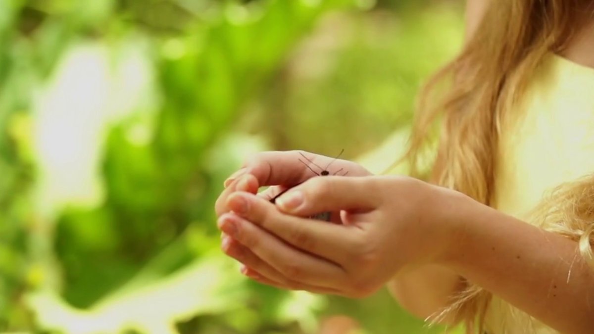 Живые бабочки