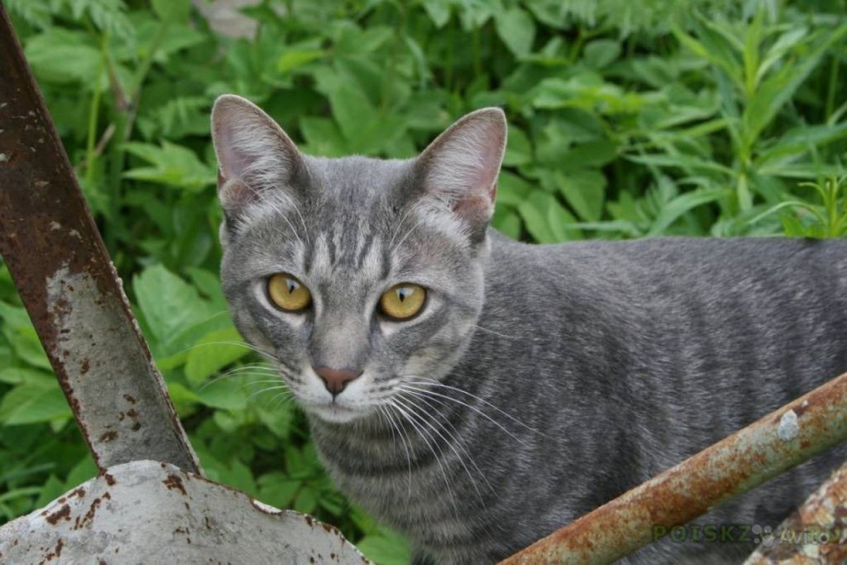 Серые полосатые коты