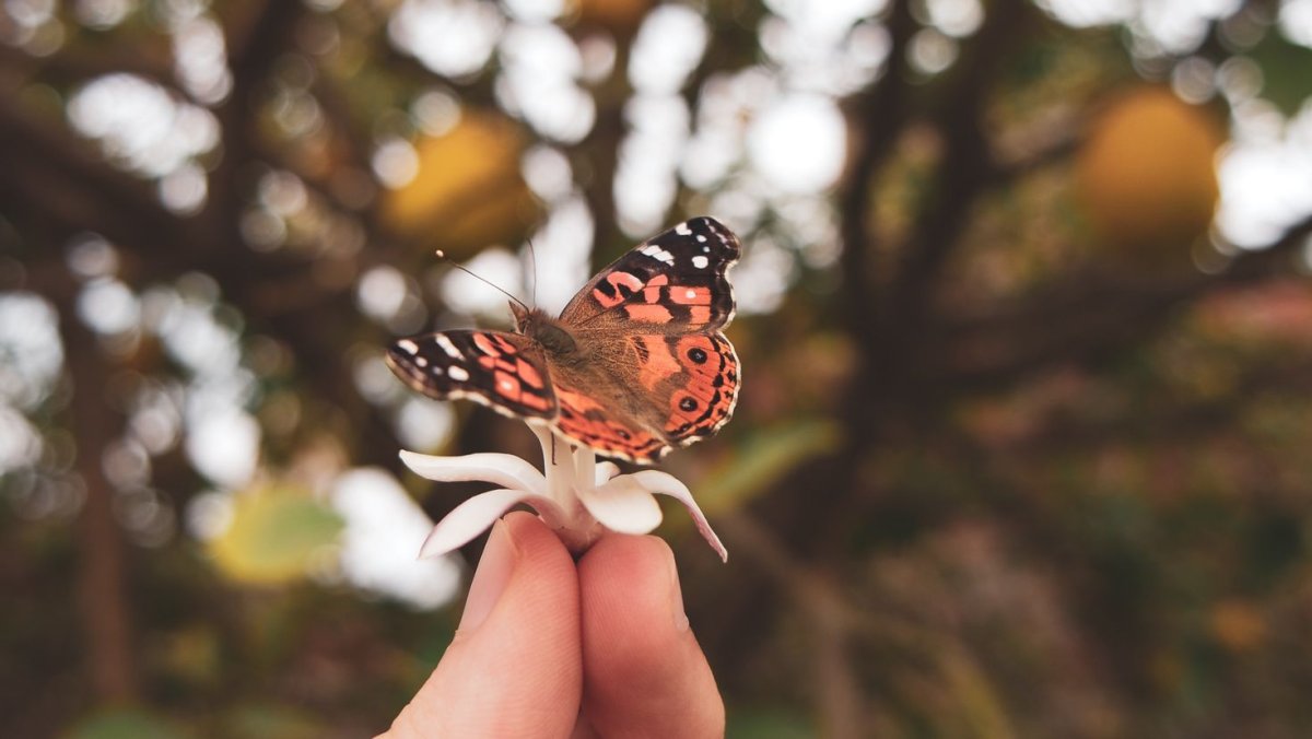 Бабочка сидит на пальце