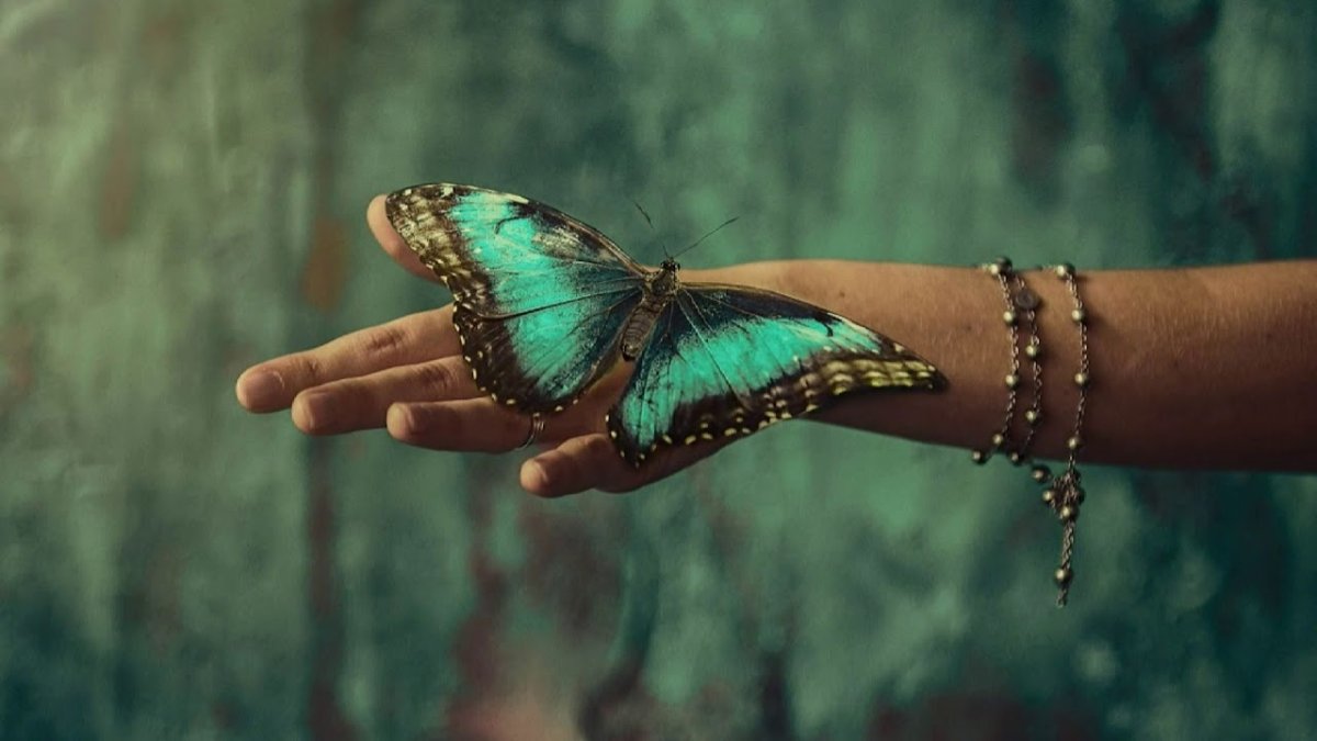 Бабочка на ладони