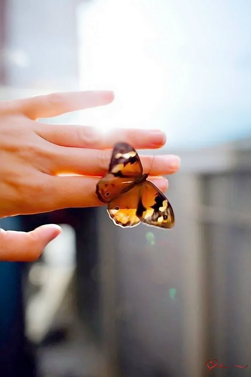 Голубая бабочка на руке