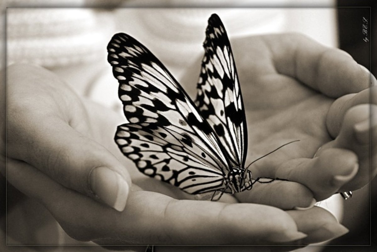 Голубая бабочка на руке