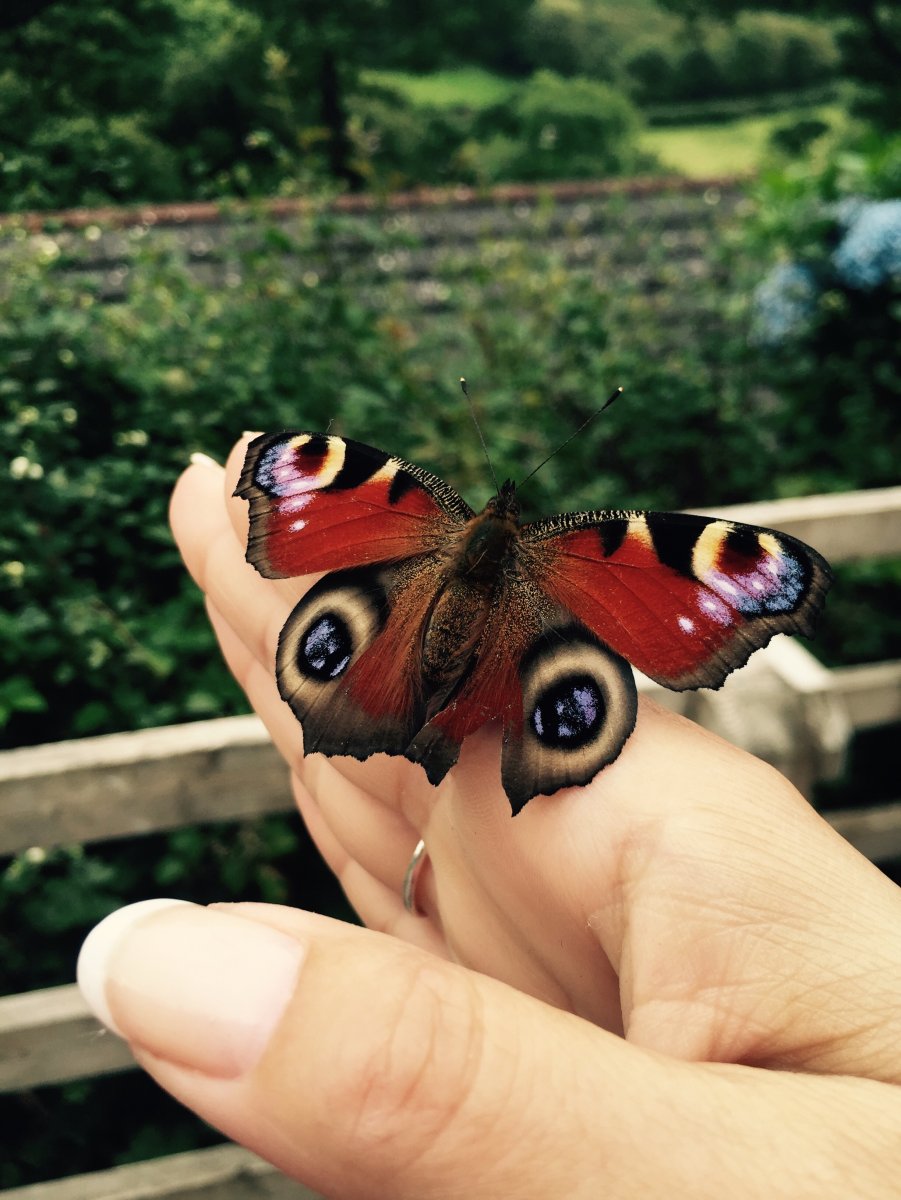 Бабочка на ладони картинки