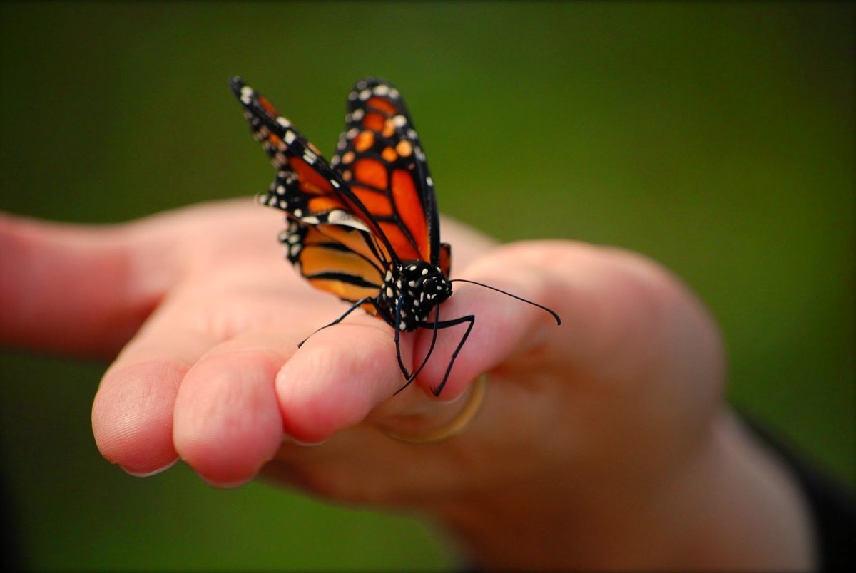 На руку бабочка