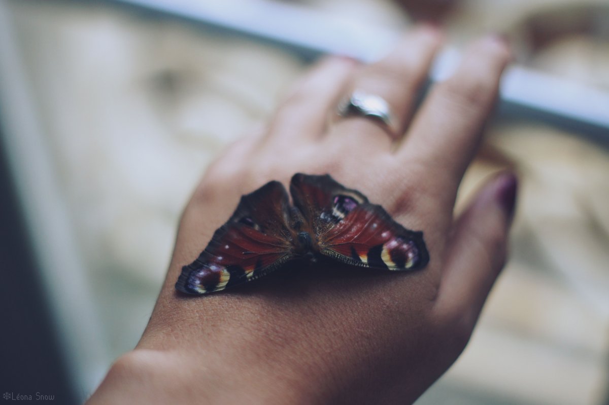 Держит бабочку на пальце