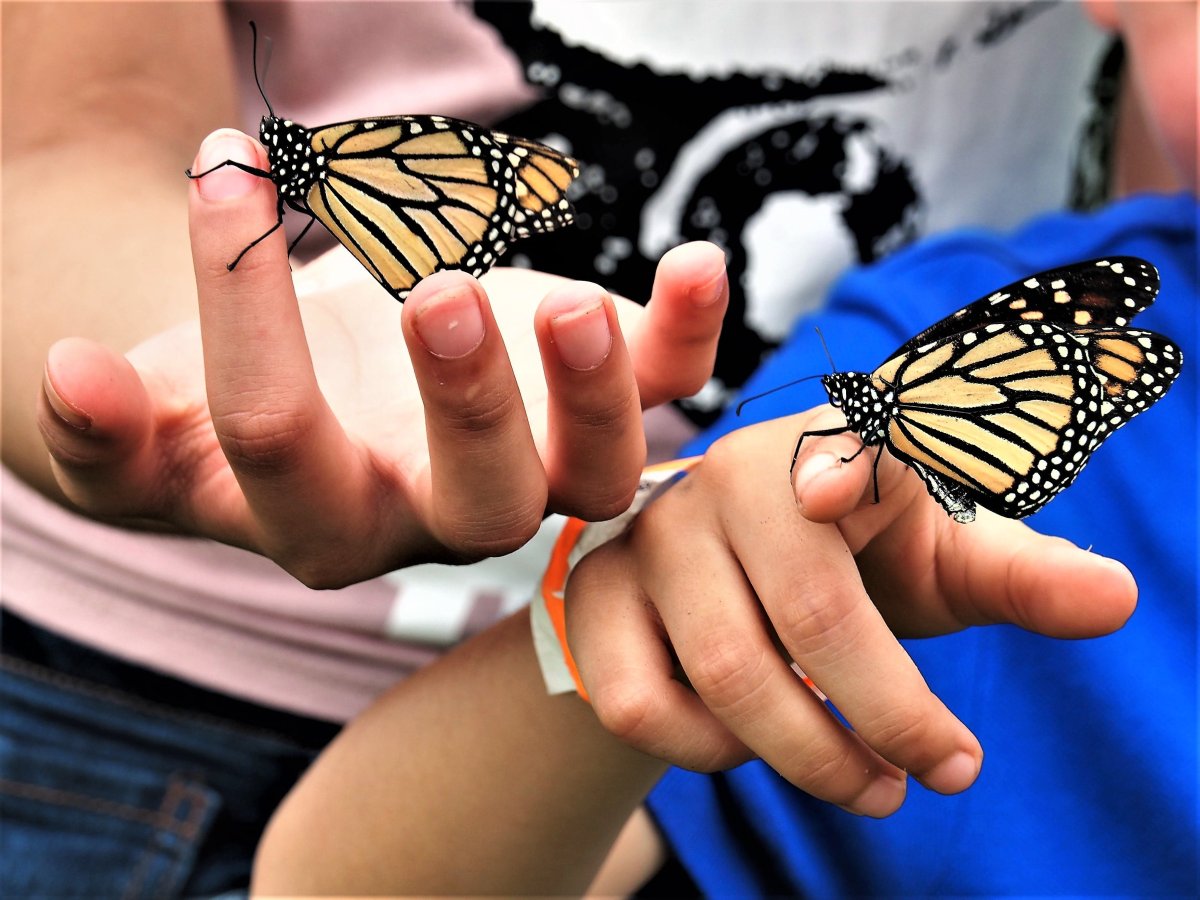 Стрекоза на руке