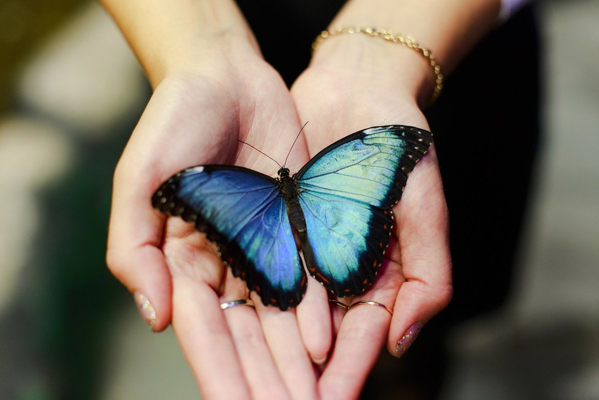 Бабочка на пальце