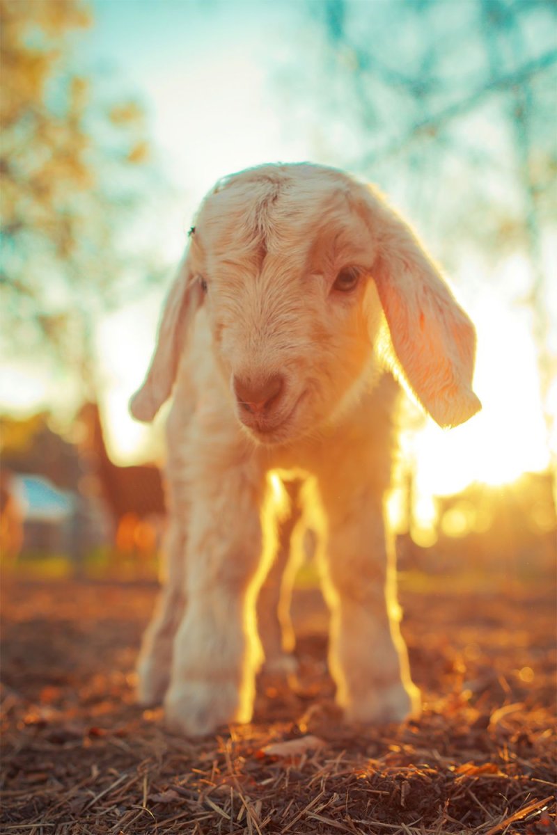 Маленькие ягнята