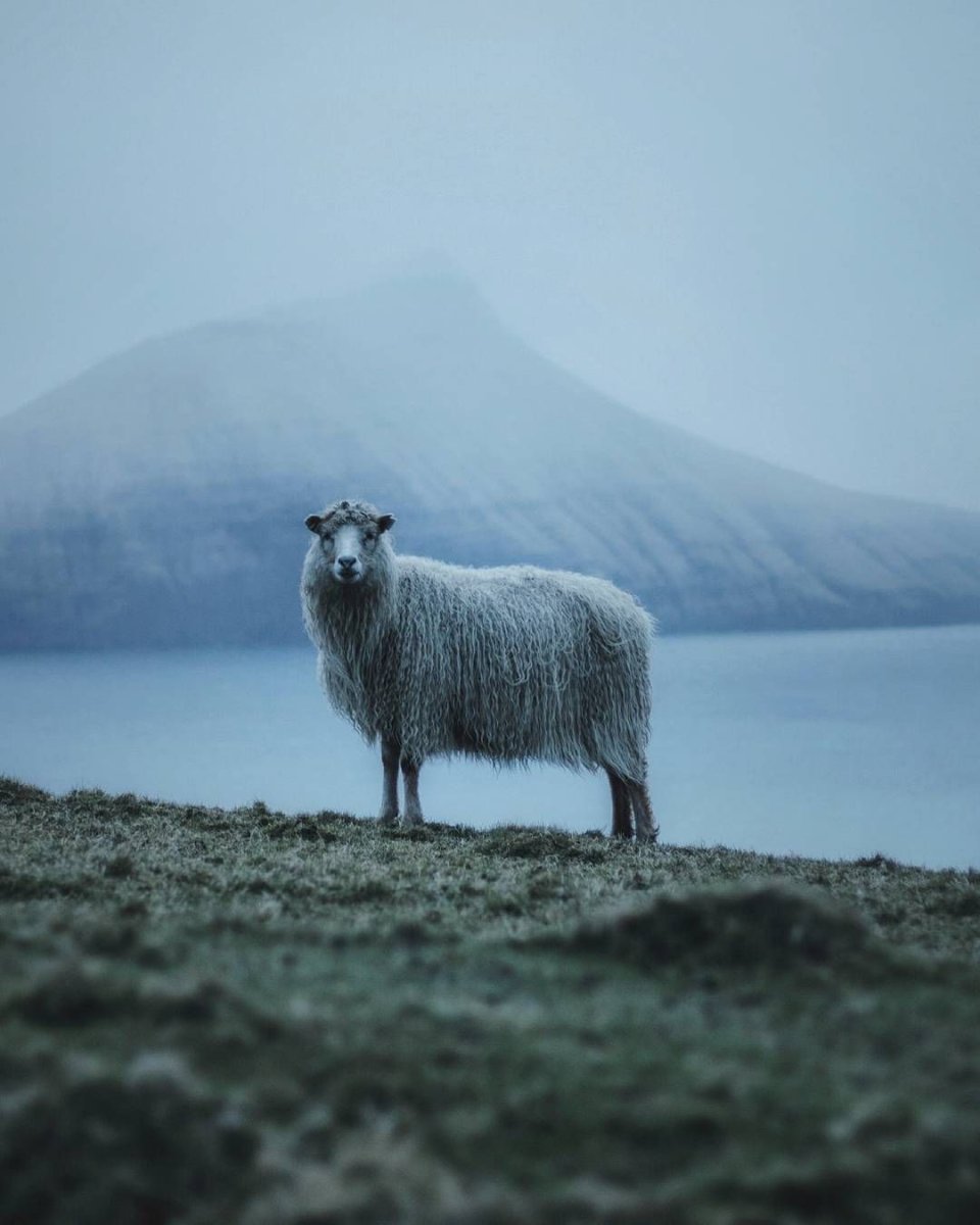 Маленькие смешной козлик