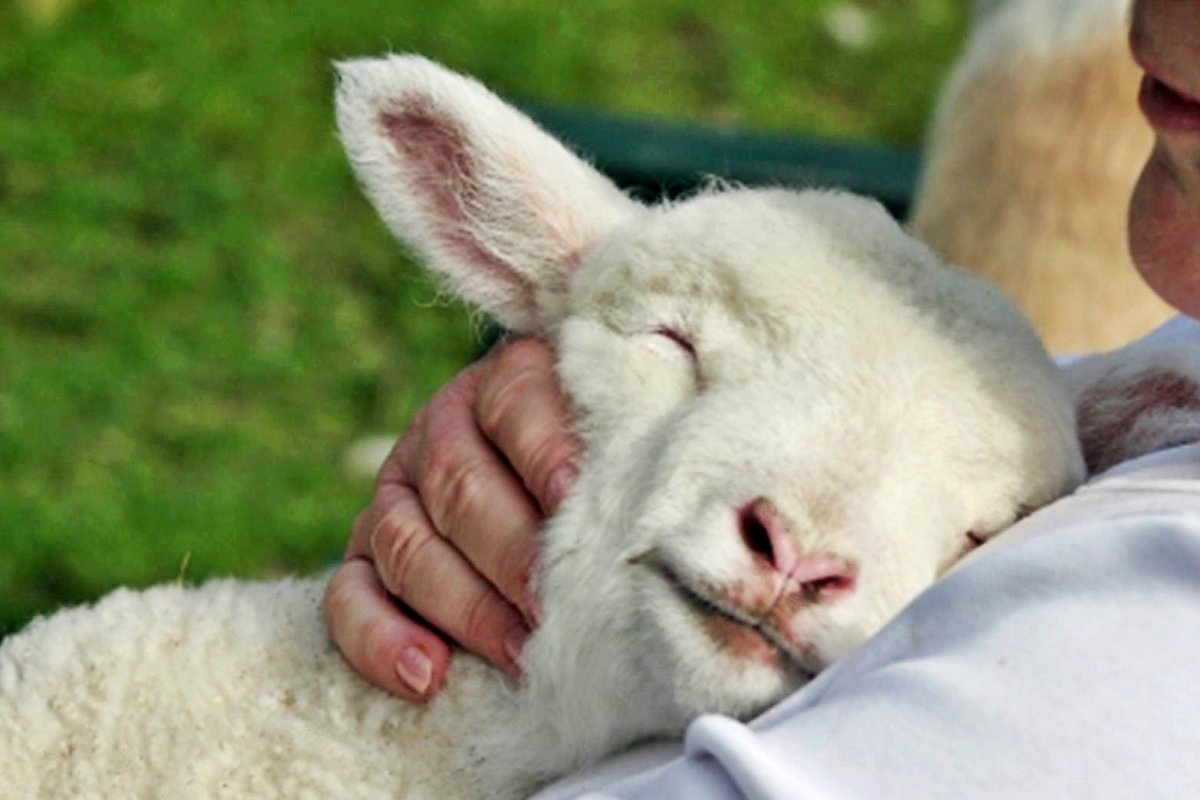 Гордый барашек