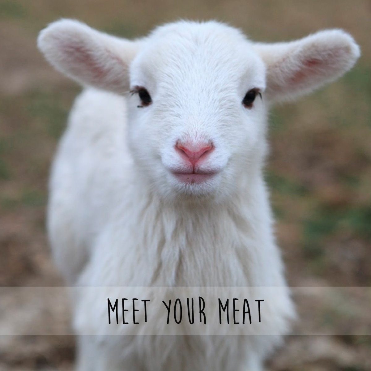 Гордая Овечка мес