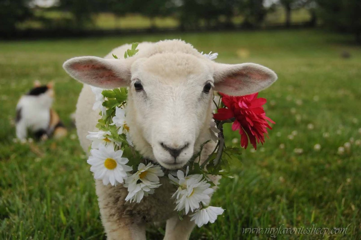 Баран с очками