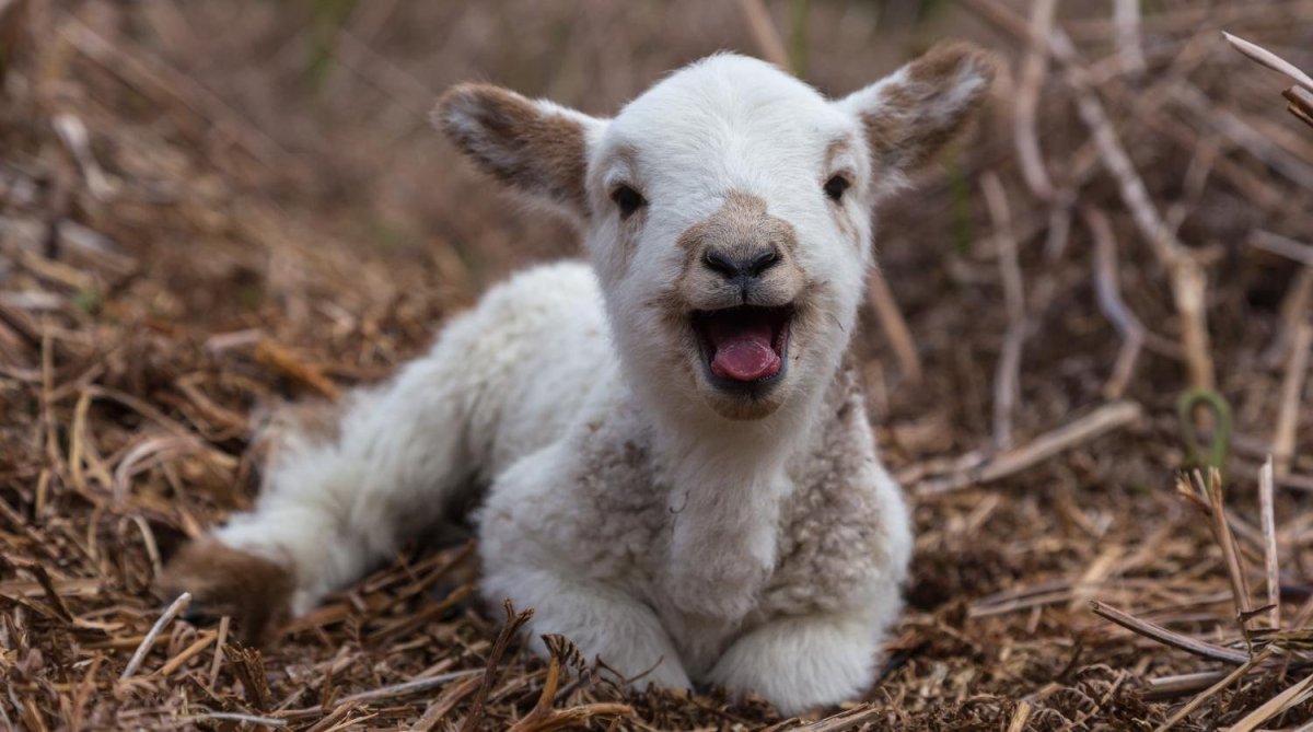 Красивая Овечка