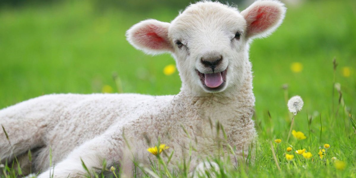 Красивая Овечка