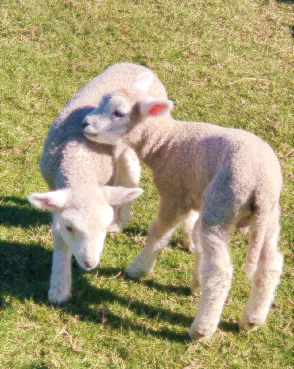 Прикольный баран