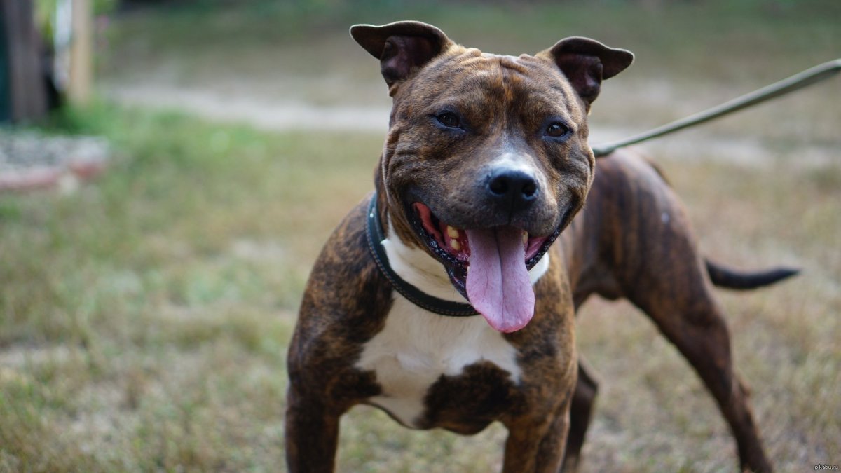 Амстафф метис