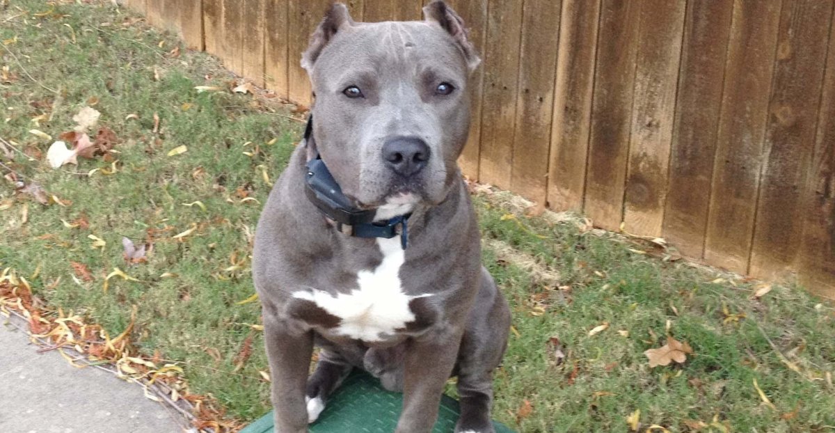 Стаффордширский терьер серый