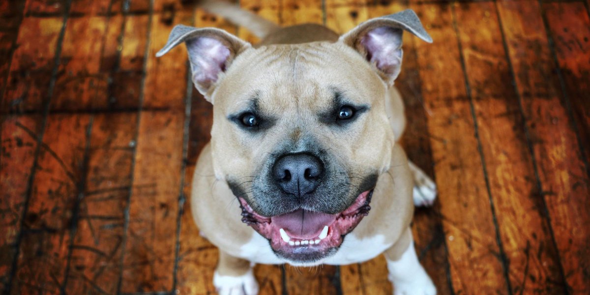 Ка де бо и американский стаффордширский терьер