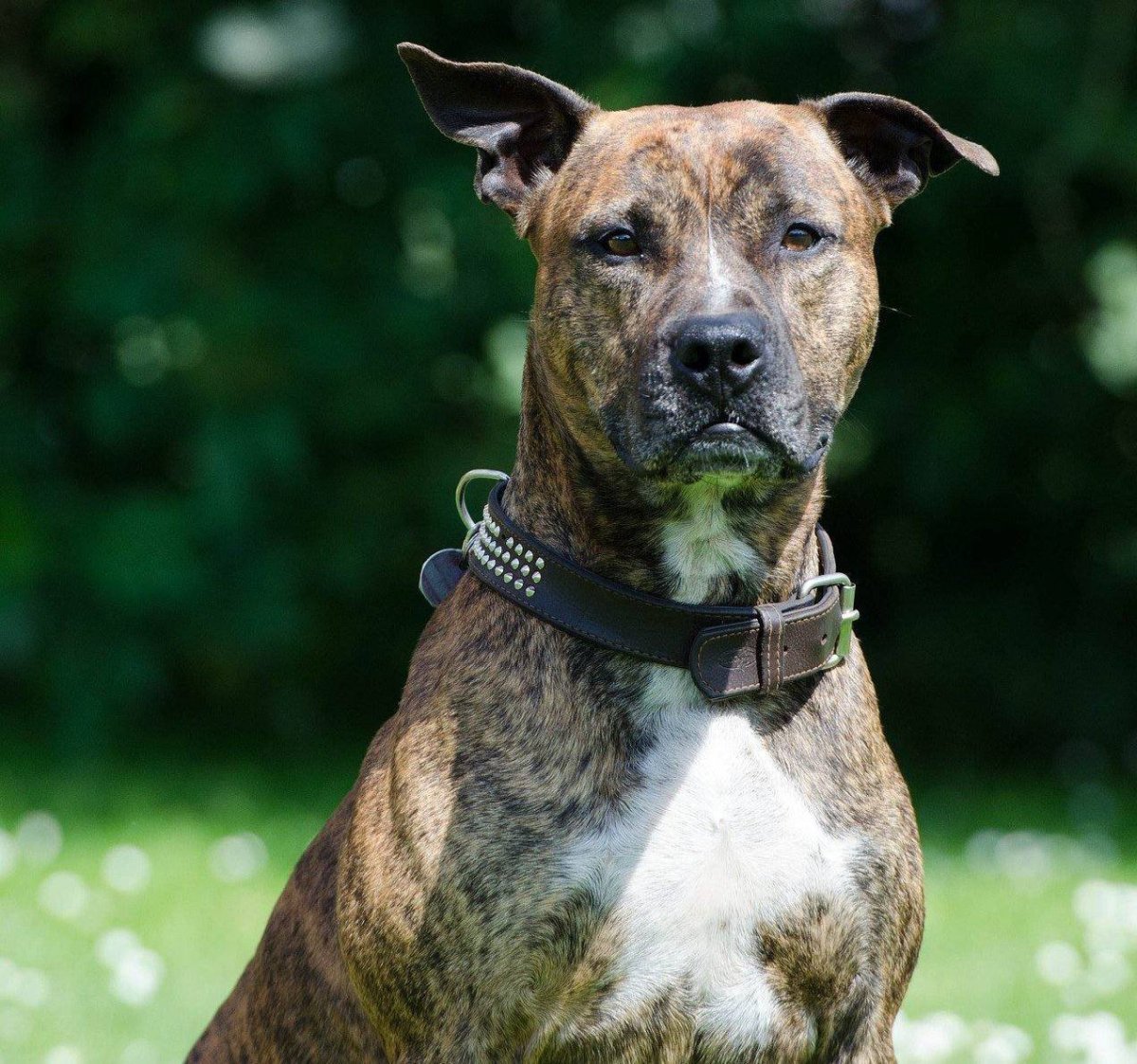 Стаффордширский бультерьер тигровый