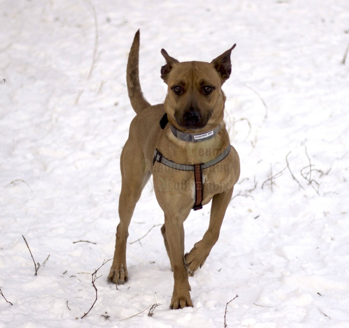 Бультерьер гетерохромия