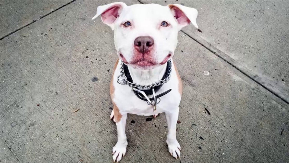 Питбуль метис