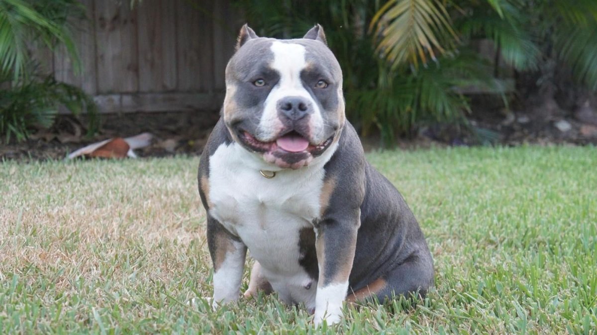 Метис Джек Рассел стаффордширский терьер Джек