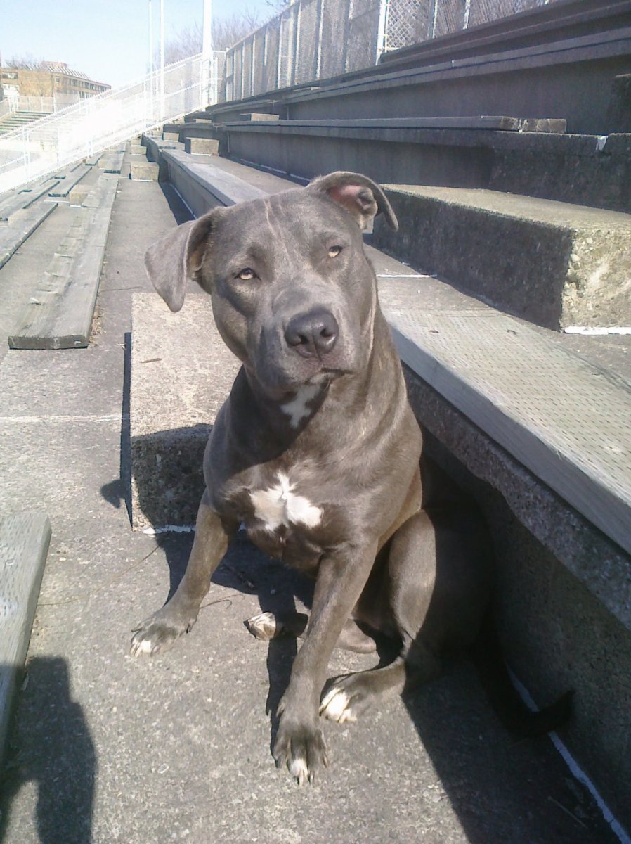 Питбуль и Стаффорд смесь