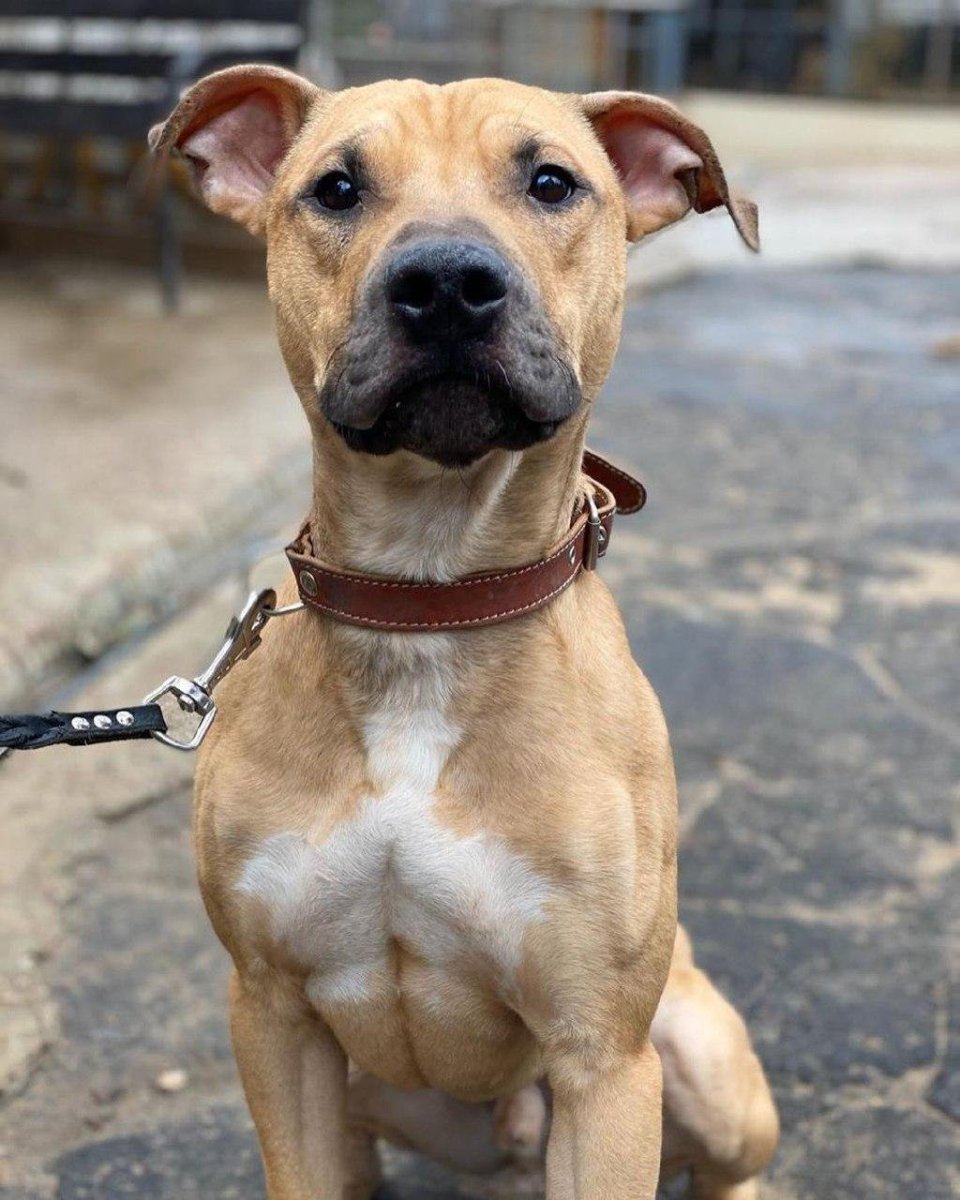 Стаффордширский терьер метис