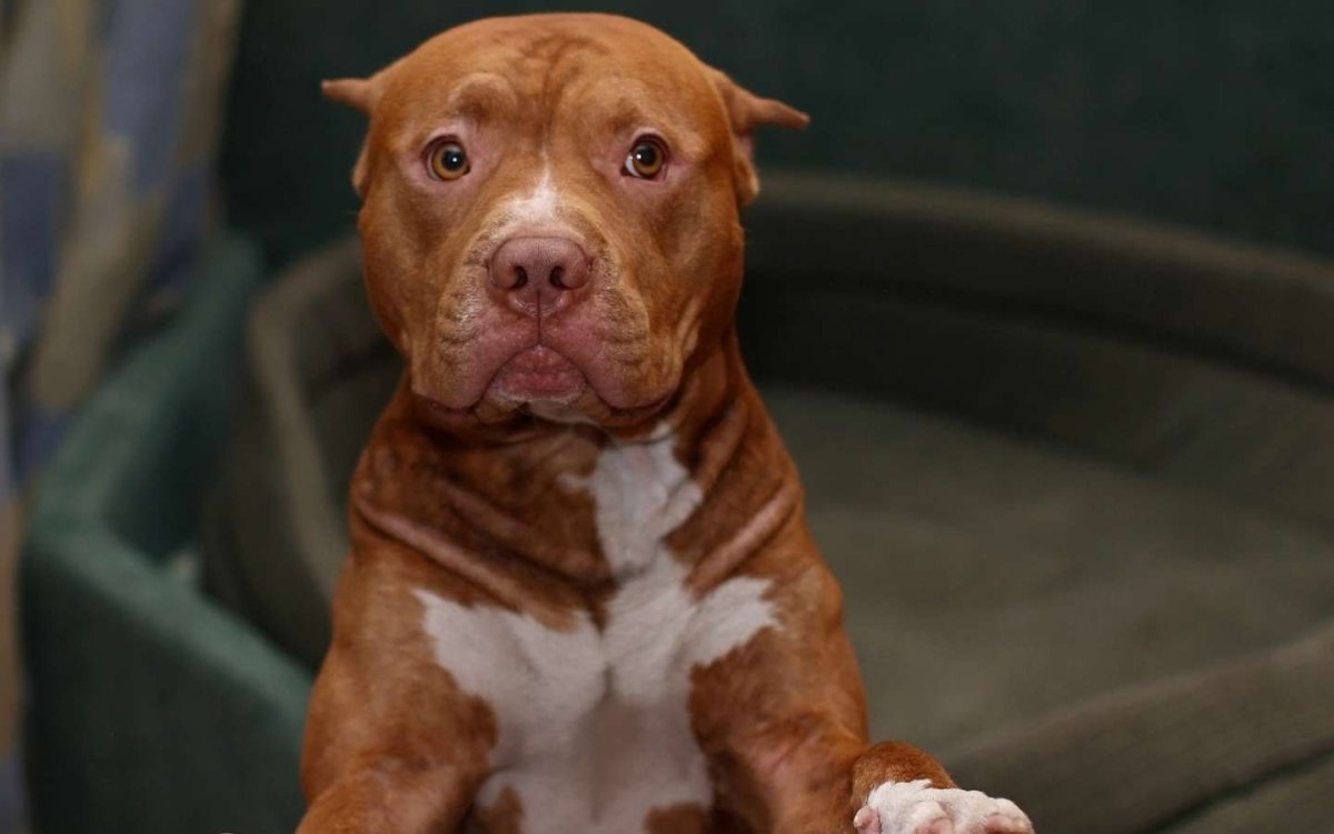 Питбуль Йайа