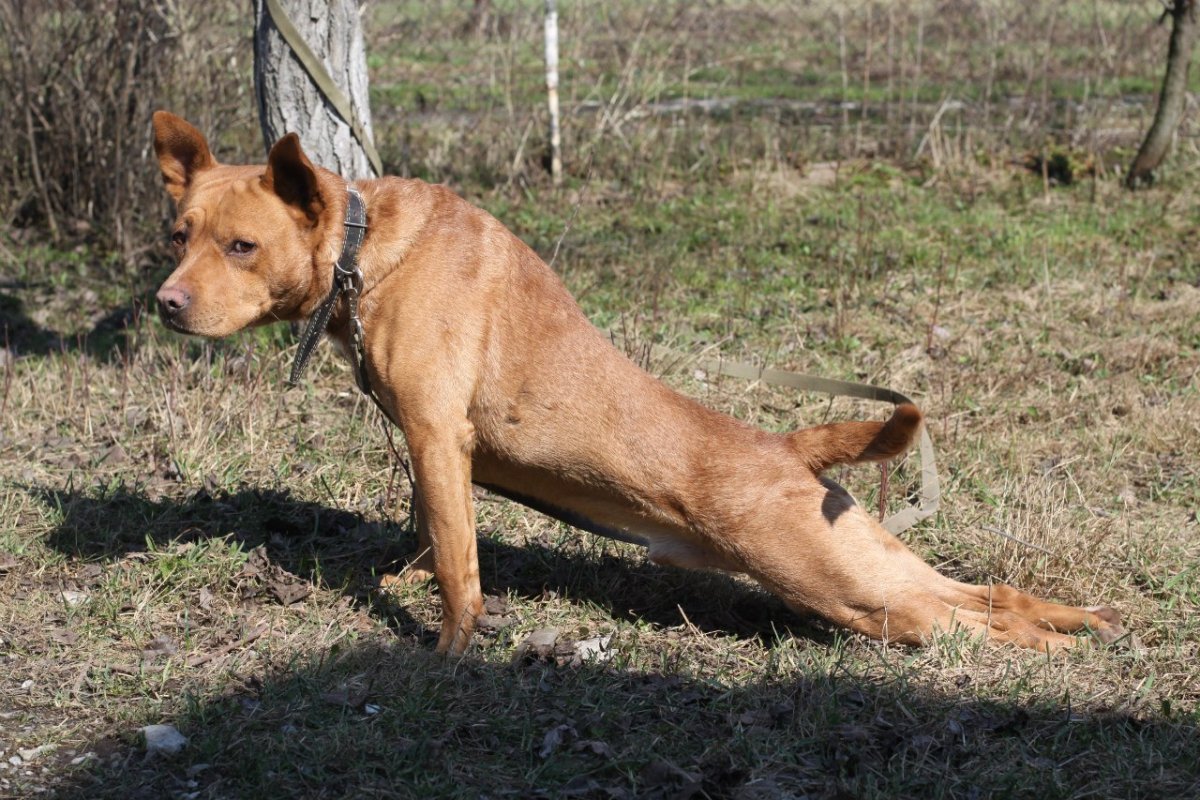 Метис питбуля и овчарки рыжая