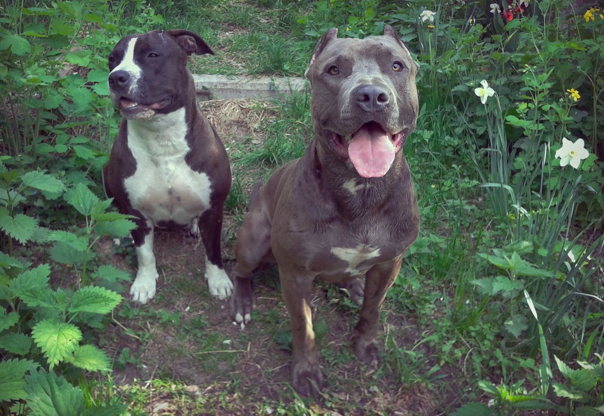 Доберман и питбуль