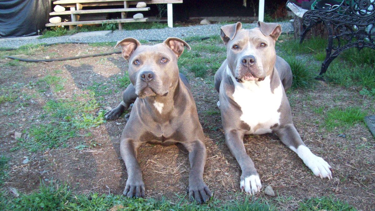 Стаффордширский терьер в атаке