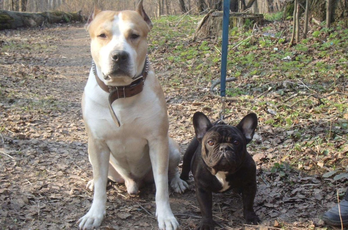 Французский стаффордширский терьер