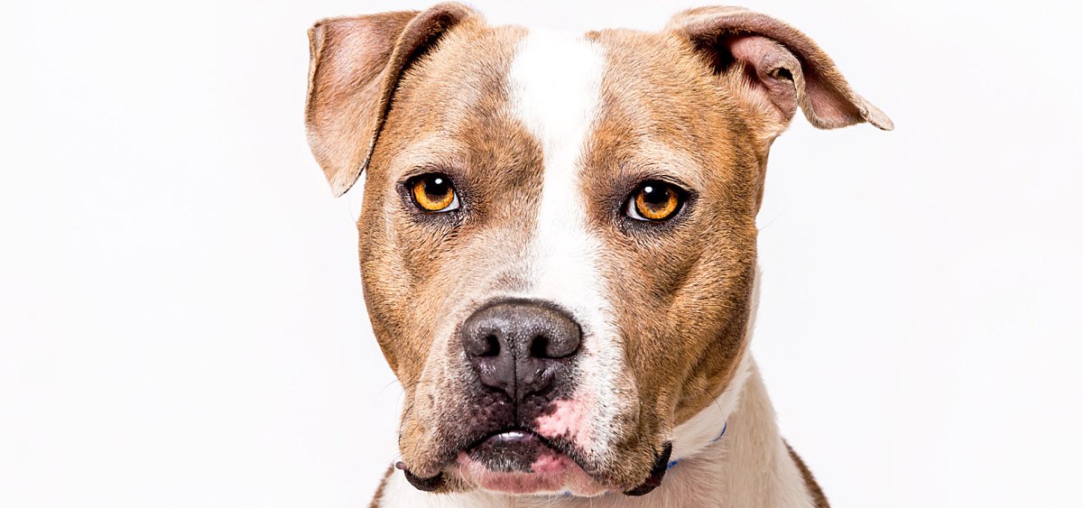 Амстафф Бруно 2000 года